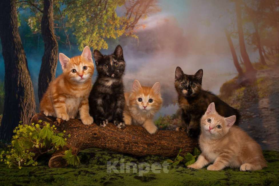 Кошки в Санкт-Петербурге: Котята курильского бобтейла  Мальчик, 30 000 руб. - фото 3