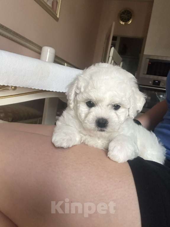 Собаки в Москве: эксклюзивный Бишон фризе  Мальчик, 130 000 руб. - фото 3