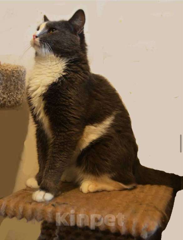 Кошки в Москве: ДымОК ищет дом Мальчик, Бесплатно - фото 3