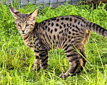 Кошки в Санкт-Петербурге: Котёнок саванна мальчик — гибрид сервала поколения F4, статус SBT Мальчик, 60 000 руб. - фото 1