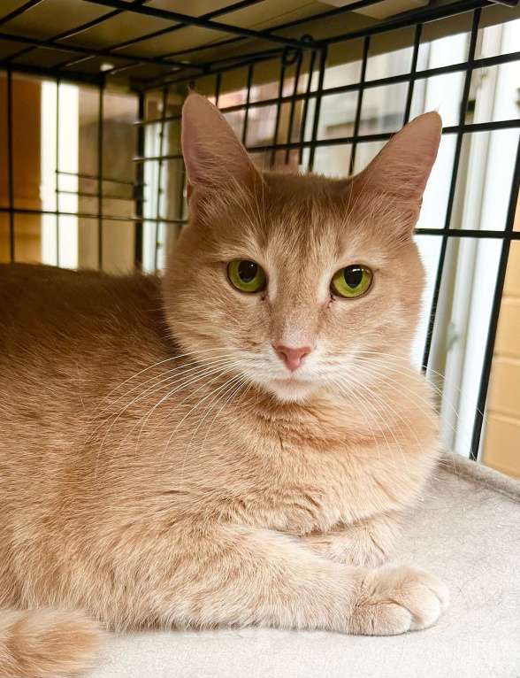 Кошки в Москве: Кошка Злата – удивительно умная золотая девочка в добрые руки Девочка, Бесплатно - фото 6