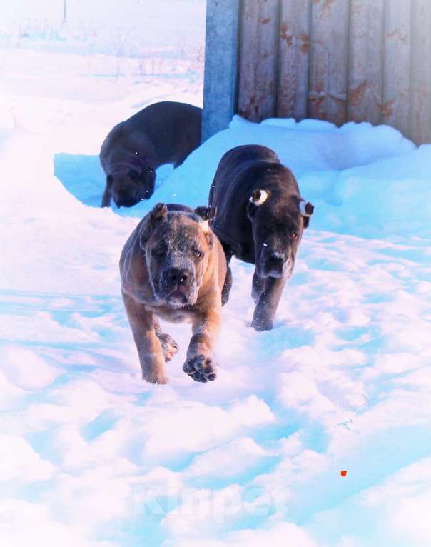 Собаки в Москве: Кане корсо девочки Девочка, 80 000 руб. - фото 1