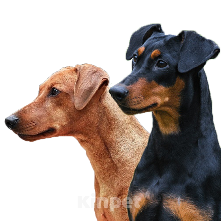 Собаки в других городах Ленинградской области: Питомник предлагает щенков Мальчик, 80 000 руб. - фото 1