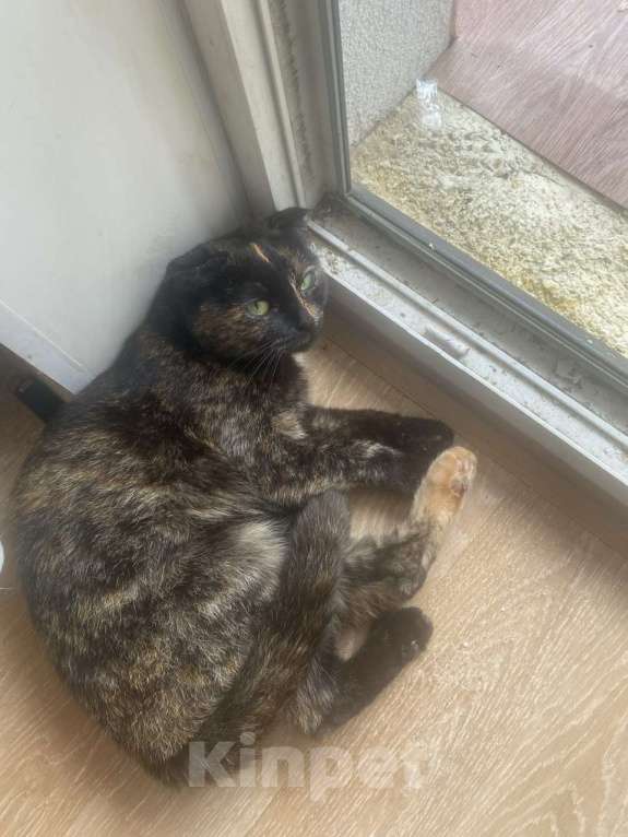 Кошки в Санкт-Петербурге: Две девочки сестрички кошечки Девочка, Бесплатно - фото 9