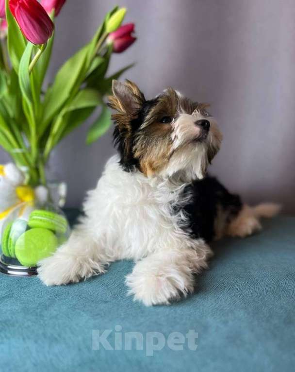 Собаки в Вологде: Очаровательный щенок бивер терьера Мальчик, 69 000 руб. - фото 2