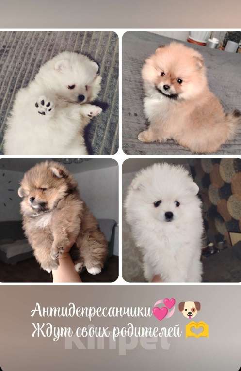 Собаки в Нижнем Тагиле: Щенки шпицули Девочка, 25 000 руб. - фото 1