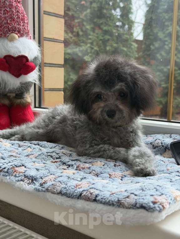 Собаки в Краснодаре: Тедди пудель Китай 🇨🇳  Девочка, 190 000 руб. - фото 5