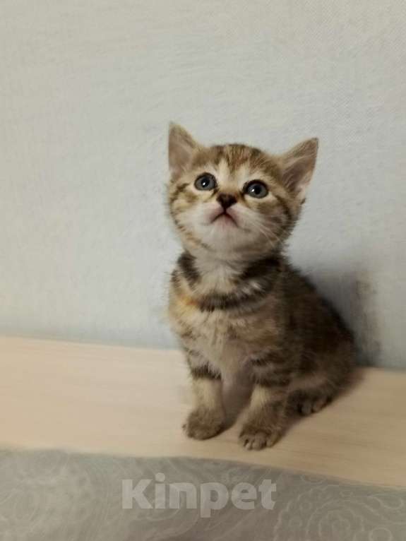 Кошки в Новосибирске: Мраморные котията  Мальчик, 7 000 руб. - фото 2