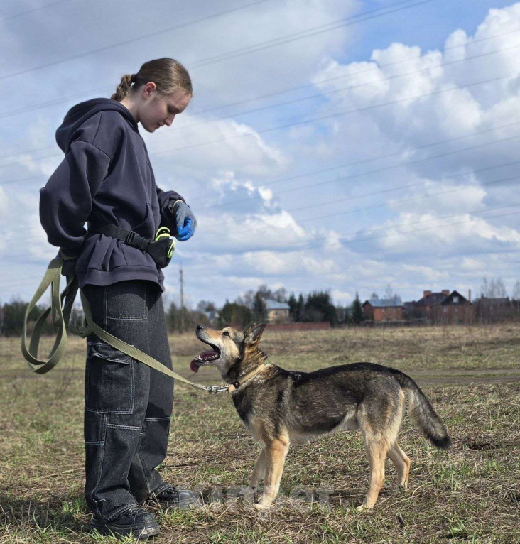 Собаки в Королеве: Яша ждёт своего человека! Мальчик, Бесплатно - фото 5