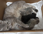 Кошки в Донецке: Добрые руки Мальчик, Бесплатно - фото 1