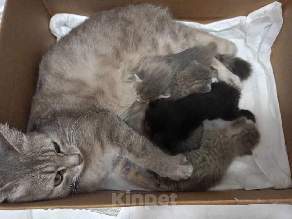 Кошки в Донецке: Добрые руки Мальчик, Бесплатно - фото 1