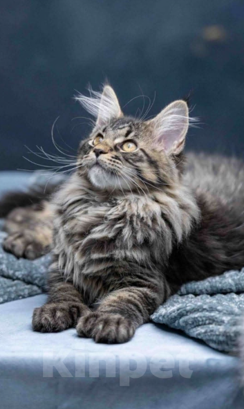 Кошки в других городах Ленинградской области: Мейн-кун " котенок в руковичках" Девочка, 25 000 руб. - фото 7