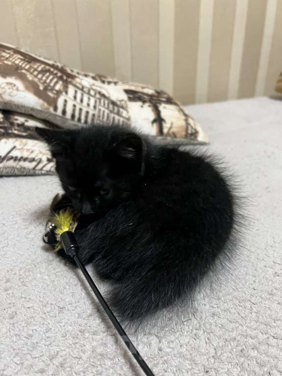 Кошки в Подольске: Котик Бобтейл  Мальчик, 5 000 руб. - фото 4