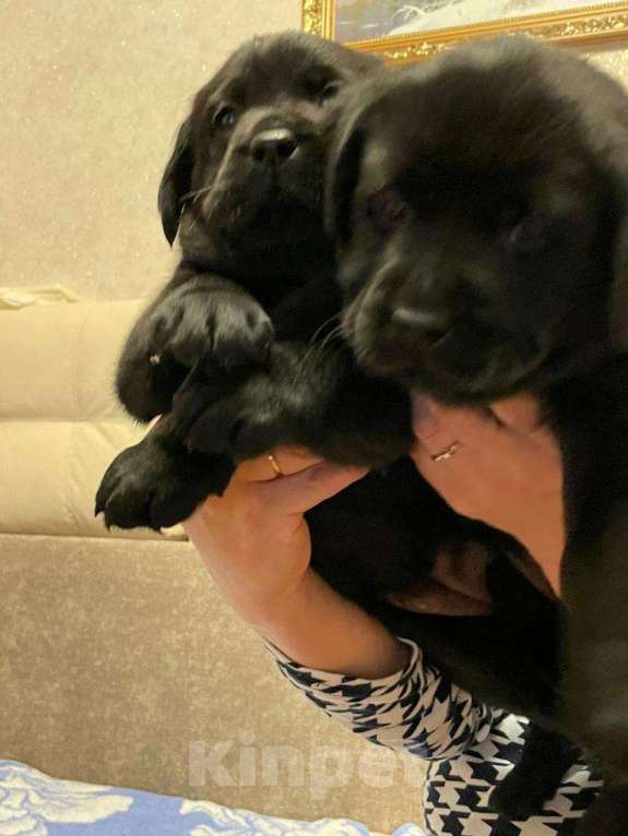 Собаки в Казани: Щенок лабрадора Девочка, 55 000 руб. - фото 3