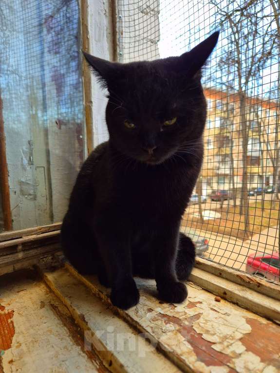 Кошки в Москве: Милош попал в передрягу Мальчик, Бесплатно - фото 9