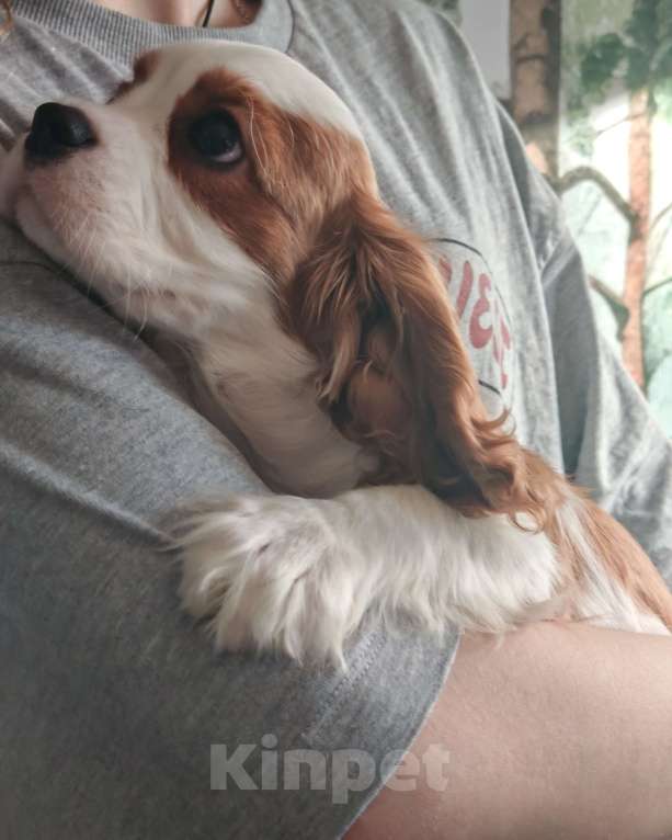 Собаки в Санкт-Петербурге: Щенки кавалер кинг чарльз спаниель Девочка, 70 000 руб. - фото 2