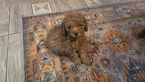 Продаю замечательную девочку породы Той пудель