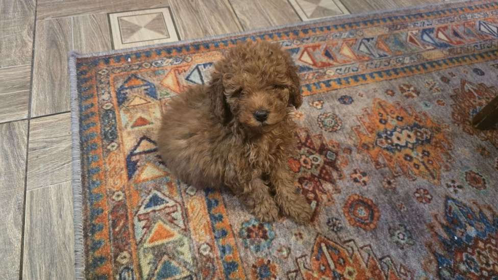 Собаки в Можайске: Продаю замечательную девочку породы Той пудель Девочка, 55 000 руб. - фото 1