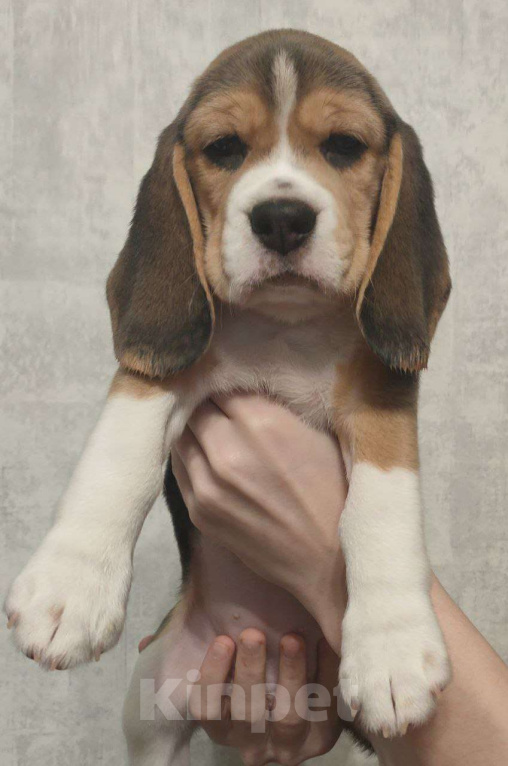 Собаки в Котласе: Щенки бигля Девочка, 50 000 руб. - фото 1