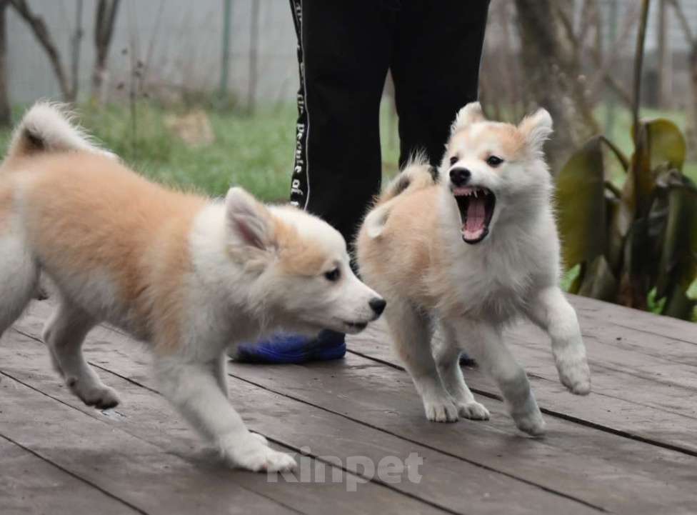 Собаки в Москве: Ненецкая оленегонная лайка, сука Женева. Девочка, 60 000 руб. - фото 5