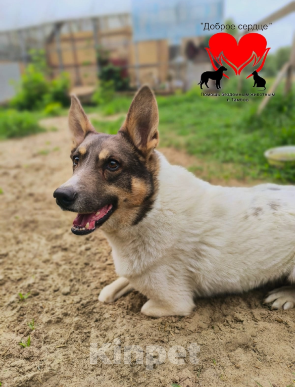 Собаки в Тамбове: Мелкий  Мальчик, Бесплатно - фото 3