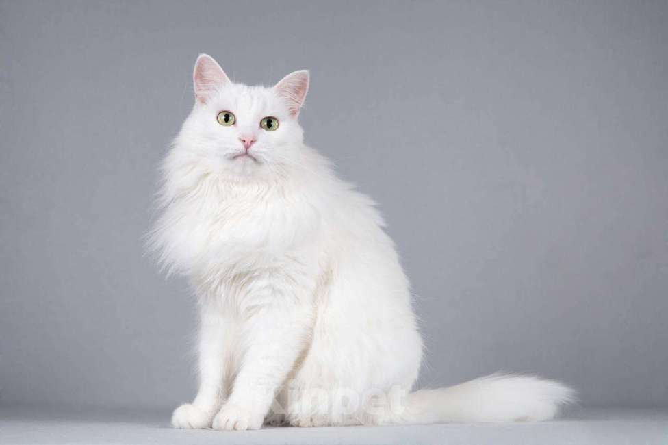 Кошки в Москве: Котик Тимоша ищет доброе сердце. Мальчик, Бесплатно - фото 3