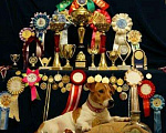Собаки в Москве: Случка с Чемпионом Джек Рассел, 10 000 руб. - фото 1
