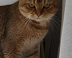 Кошки в Лукоянове: Вязка (шотландский котик), 2 000 руб. - фото 5