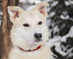 Собаки в Москве: Небольшая белая зефирка Ангелина в дар Девочка, Бесплатно - фото 1