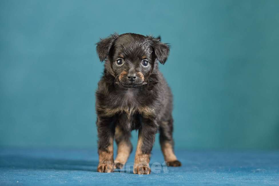 Собаки в Вологде: Русский Той Мальчик, Бесплатно - фото 3