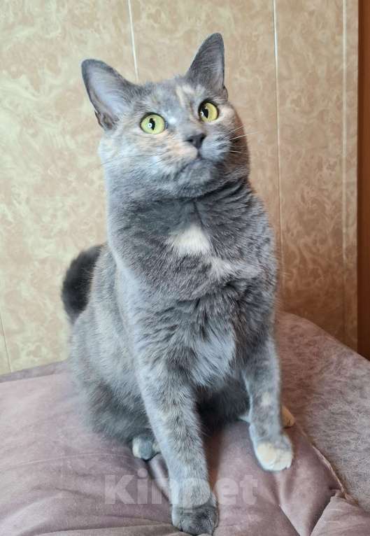 Кошки в Москве: Севара едет на выставку-пристройство WOOF в Москву  Девочка, Бесплатно - фото 6