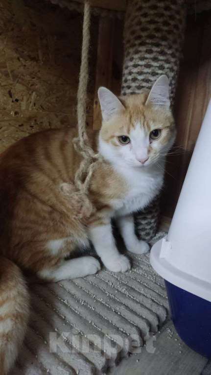 Кошки в Москве: Котенок в добрые руки Мальчик, Бесплатно - фото 2