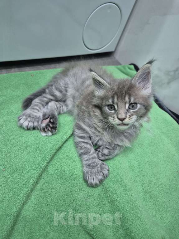 Кошки в Красногорске: Классика и полидакты Девочка, 18 000 руб. - фото 4