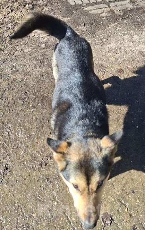 Собаки в других городах Московской области: Щенков хотят выбросить на помойку Мальчик, Бесплатно - фото 10