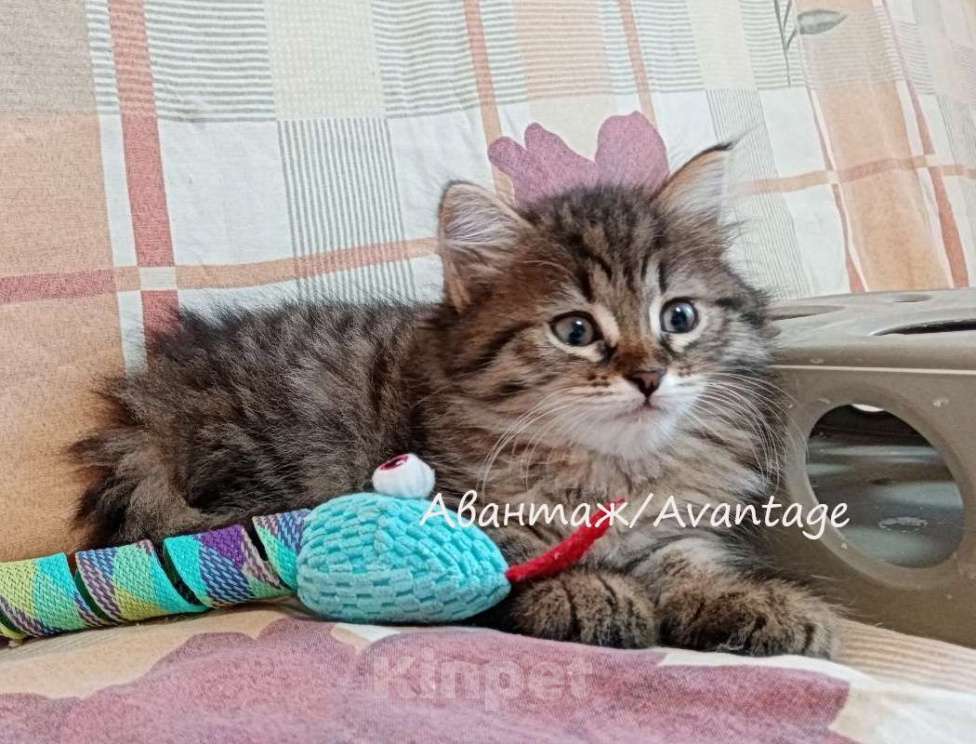 Кошки в Санкт-Петербурге: Сибирский котенок клубный, с документами, девочка  Девочка, Бесплатно - фото 4