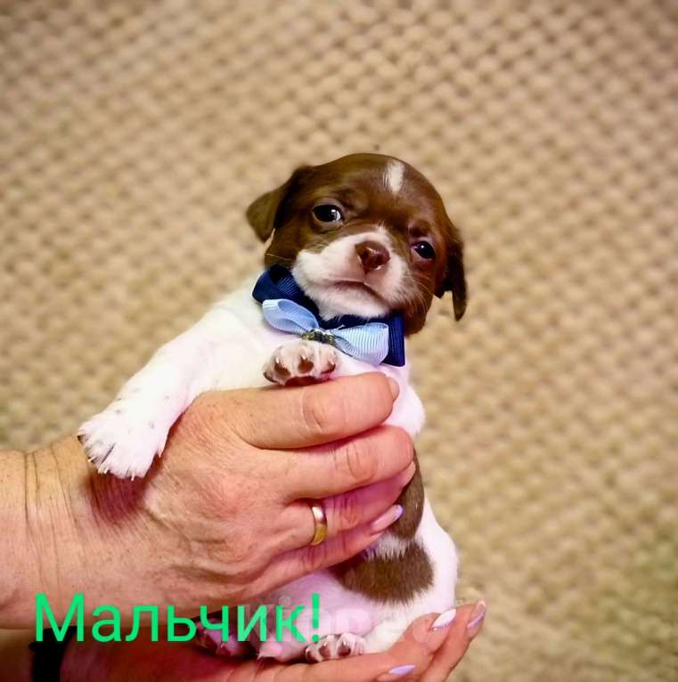Собаки в Копейске: Мальчик красавчик Мальчик, 20 000 руб. - фото 2