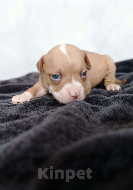 Собаки в Кинели: Американский Булли Мальчик, Бесплатно - фото 4