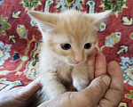 Кошки в Ленинске-Кузнецком: Котёнок в добрые руки Девочка, Бесплатно - фото 1