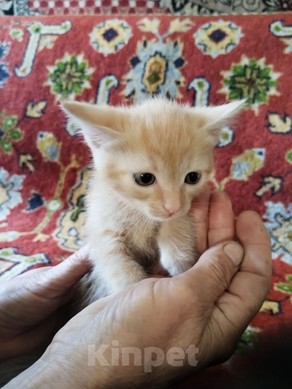 Кошки в Ленинске-Кузнецком: Котёнок в добрые руки Девочка, Бесплатно - фото 1