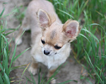 Собаки в Красном Севшем: Малыш Чихуахуа Мальчик, 35 000 руб. - фото 1
