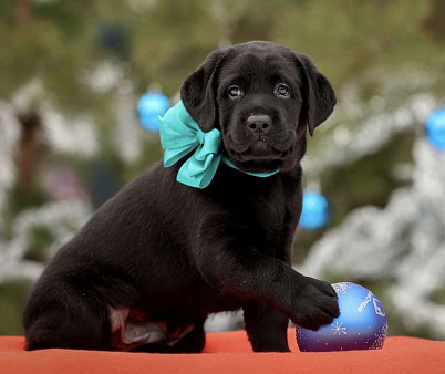 Щенки лабрадора 