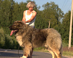 Собаки в Солнечногорске: кобель  кавказской овчарки Мальчик, Бесплатно - фото 1