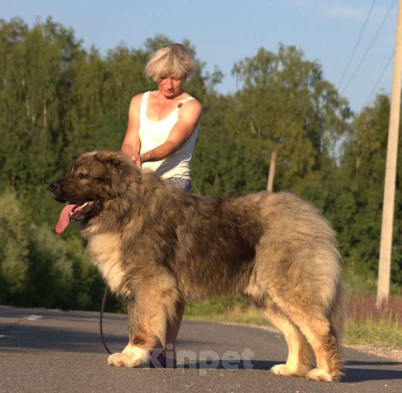 Собаки в Солнечногорске: кобель  кавказской овчарки Мальчик, Бесплатно - фото 1