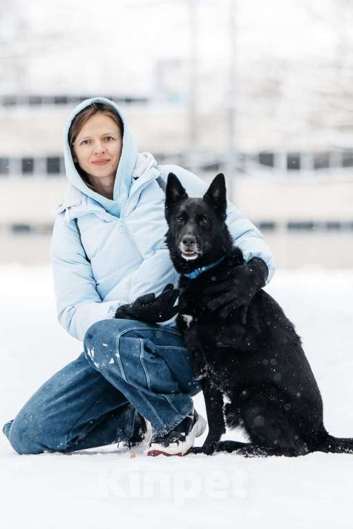 Собаки в Москве: Очень красивый и умный Арчи ищет дом Мальчик, Бесплатно - фото 6