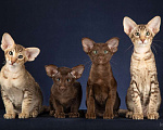 Кошки в Балашихе: Ориентальные котята Мальчик, 60 000 руб. - фото 2