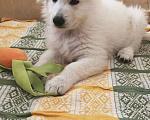 Собаки в Евпатории: Предлагаются щенки белой швейцарской овчарки Девочка, Бесплатно - фото 5