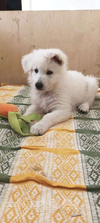 Собаки в Евпатории: Предлагаются щенки белой швейцарской овчарки Девочка, Бесплатно - фото 5