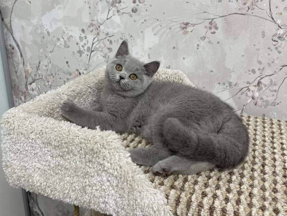 Кошки в Санкт-Петербурге: Британская девочка Девочка, 30 000 руб. - фото 2