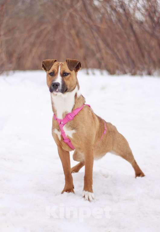Собаки в Москве: Карри я яркой внешностью и нежной душой, мечтает о настоящей семье Девочка, Бесплатно - фото 5