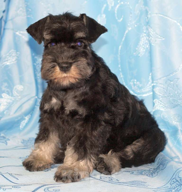 Собаки в Калуге: цвергшнауцер Девочка, 70 000 руб. - фото 1